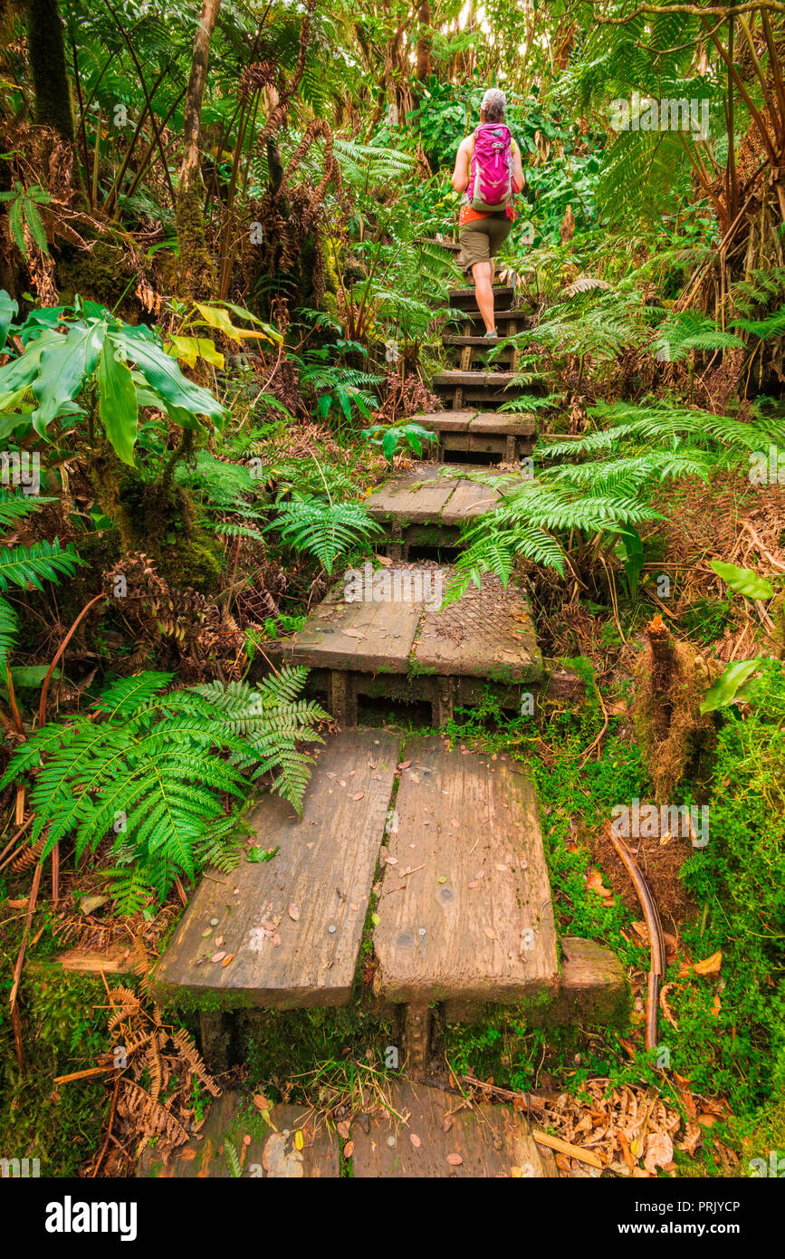 Escursionista sull'Alakai Swamp Trail, Kokee State Park, Kauai, Hawaii USA Foto Stock