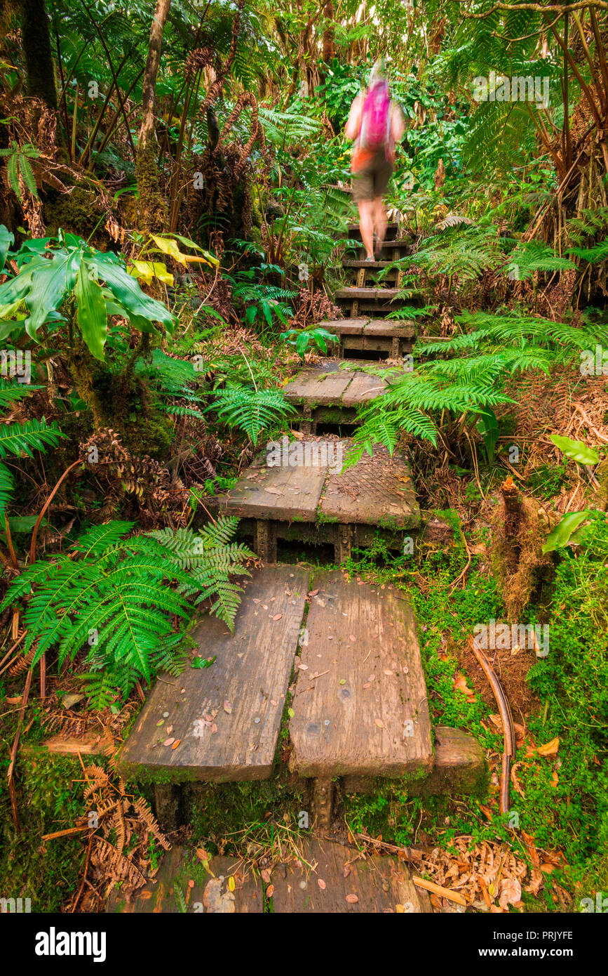 Escursionista sull'Alakai Swamp Trail, Kokee State Park, Kauai, Hawaii USA Foto Stock