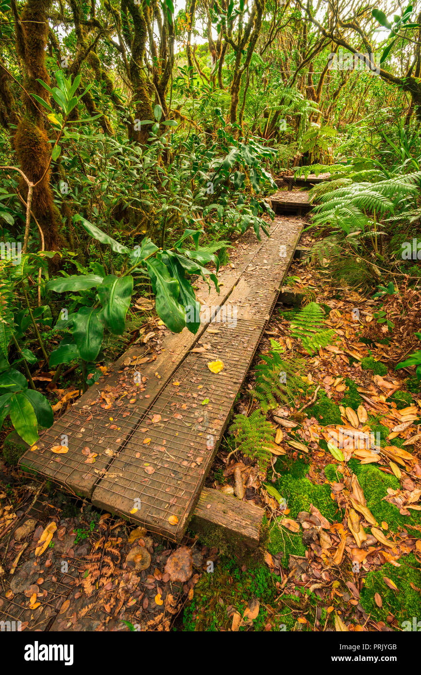 Il Boardwalk sull'Alakai Swamp Trail, Kokee State Park, Kauai, Hawaii USA Foto Stock