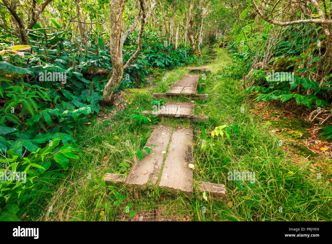 Il Boardwalk sull'Alakai Swamp Trail, Kokee State Park, Kauai, Hawaii USA Foto Stock