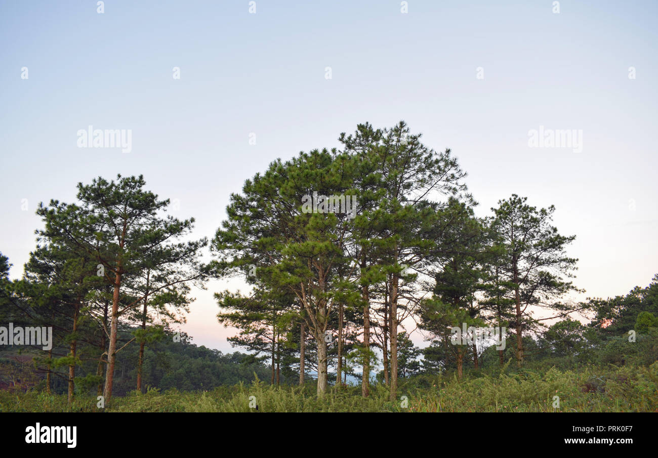 Fresco verde foresta di pini e luna blu su sfondo cielo al mattino Foto Stock