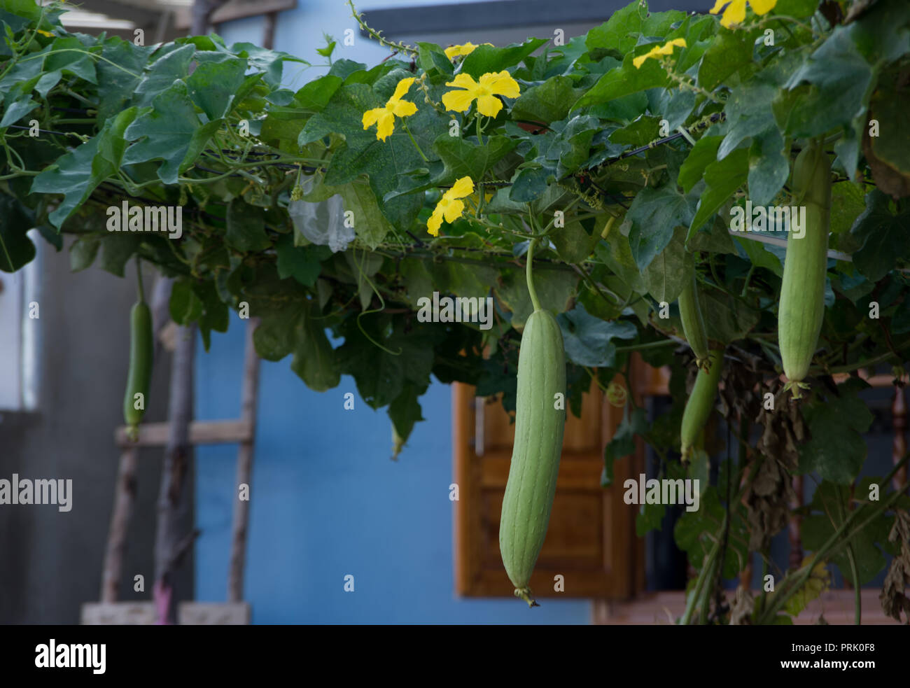 Impianto di loofah loofah, fiori di zucca o impianto o stabilimento okra con cielo blu sullo sfondo Foto Stock