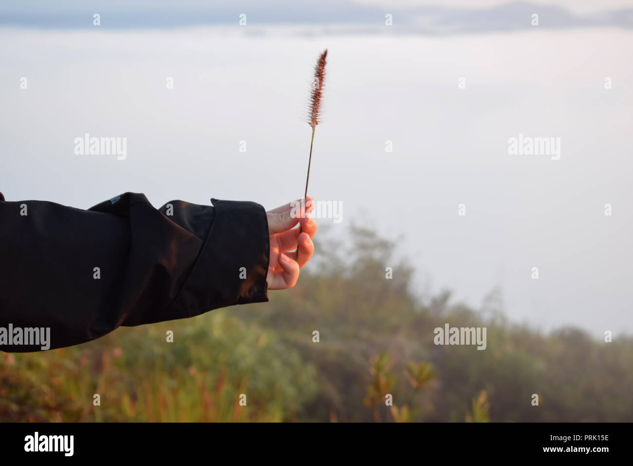 Erba di erbaccia, prato con rilassanti al mattino e aria fresca, libertà Foto Stock