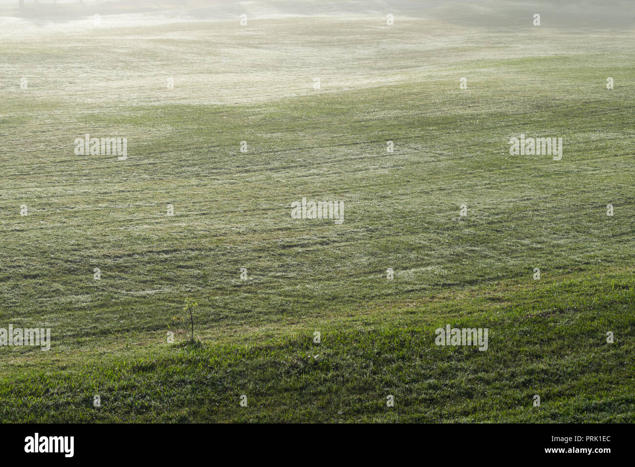 Sfondo con bellissimo prato verde e giallo sole, nebbia coperchio collina di erba. Le foto utilizzate in campo da golf le idee di design, viaggi, pubblicità Foto Stock