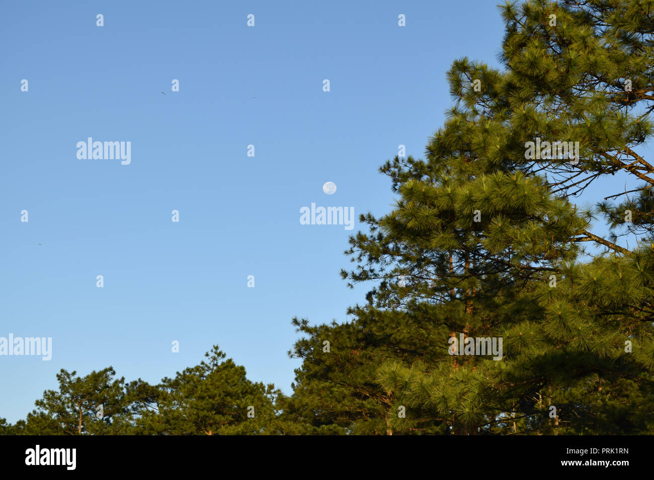 Fresco verde foresta di pini e luna blu su sfondo cielo al mattino Foto Stock