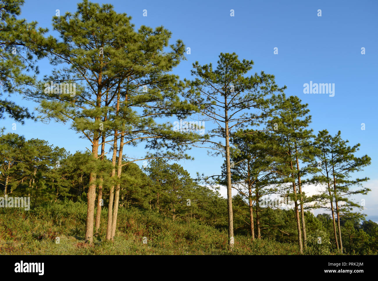 Fresco verde foresta di pini e luna blu su sfondo cielo al mattino Foto Stock