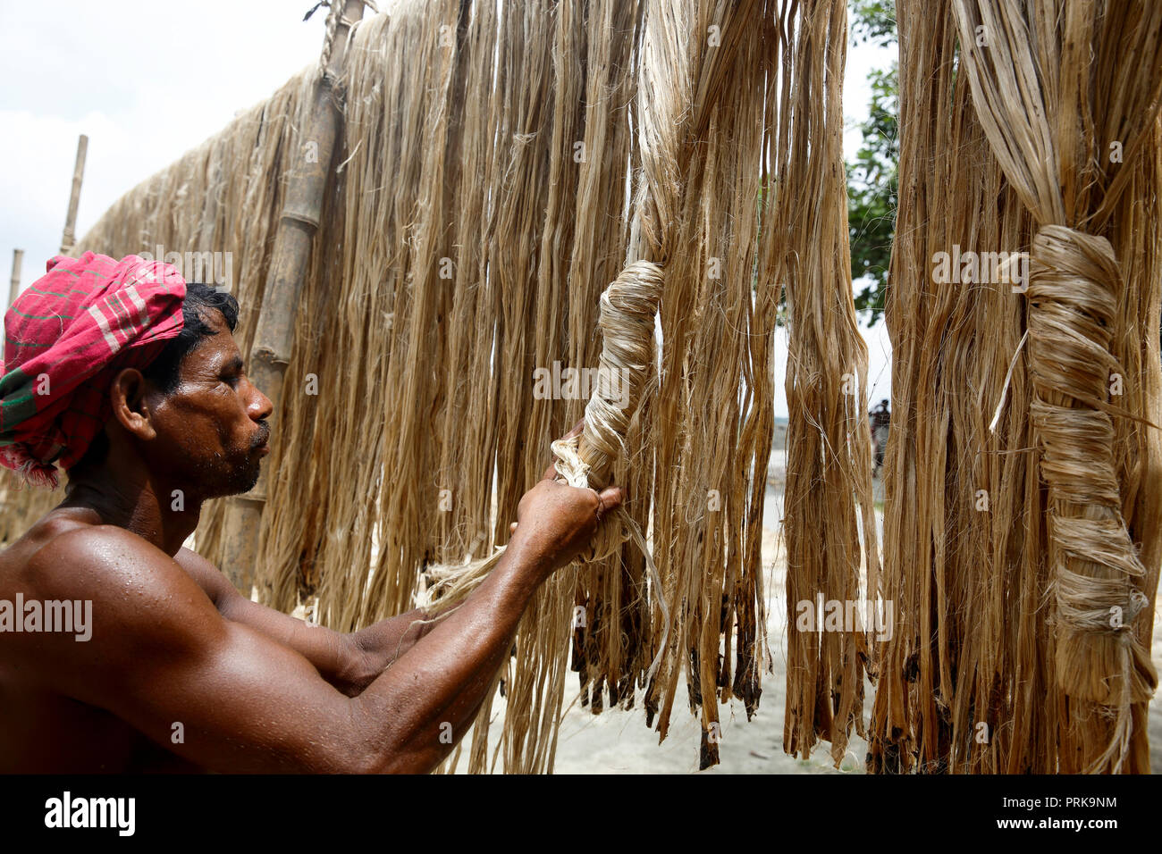 Un uomo si asciuga le fibre di iuta a Modhukhali in Faridpur, Bangladesh. Foto Stock