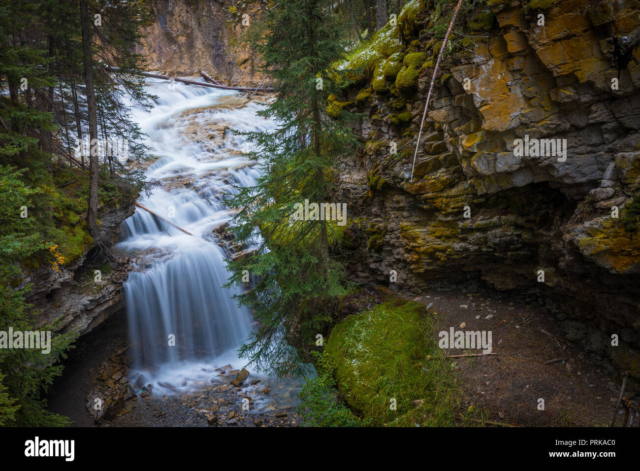 Johnston Creek è un affluente del fiume Bow in Canada Montagne Rocciose. Il torrente è situato nel Parco Nazionale di Banff. Foto Stock