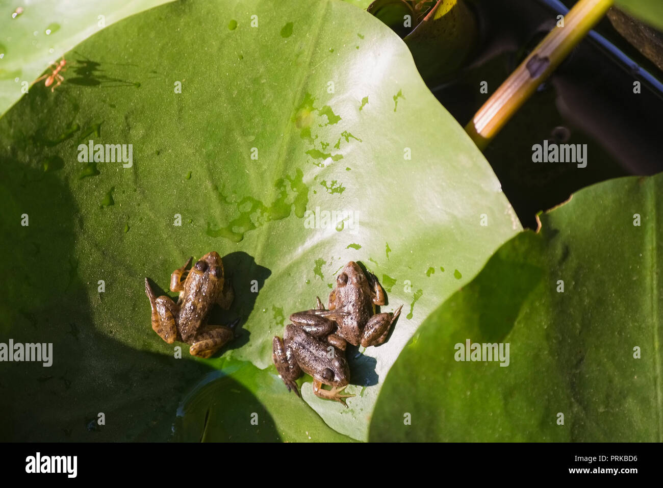 Parco Nazionale di Kanha,tre giovani rane,su lily frond, riscaldamento,in wnter Sun,fuori acqua di piscina,p.f. India. Foto Stock