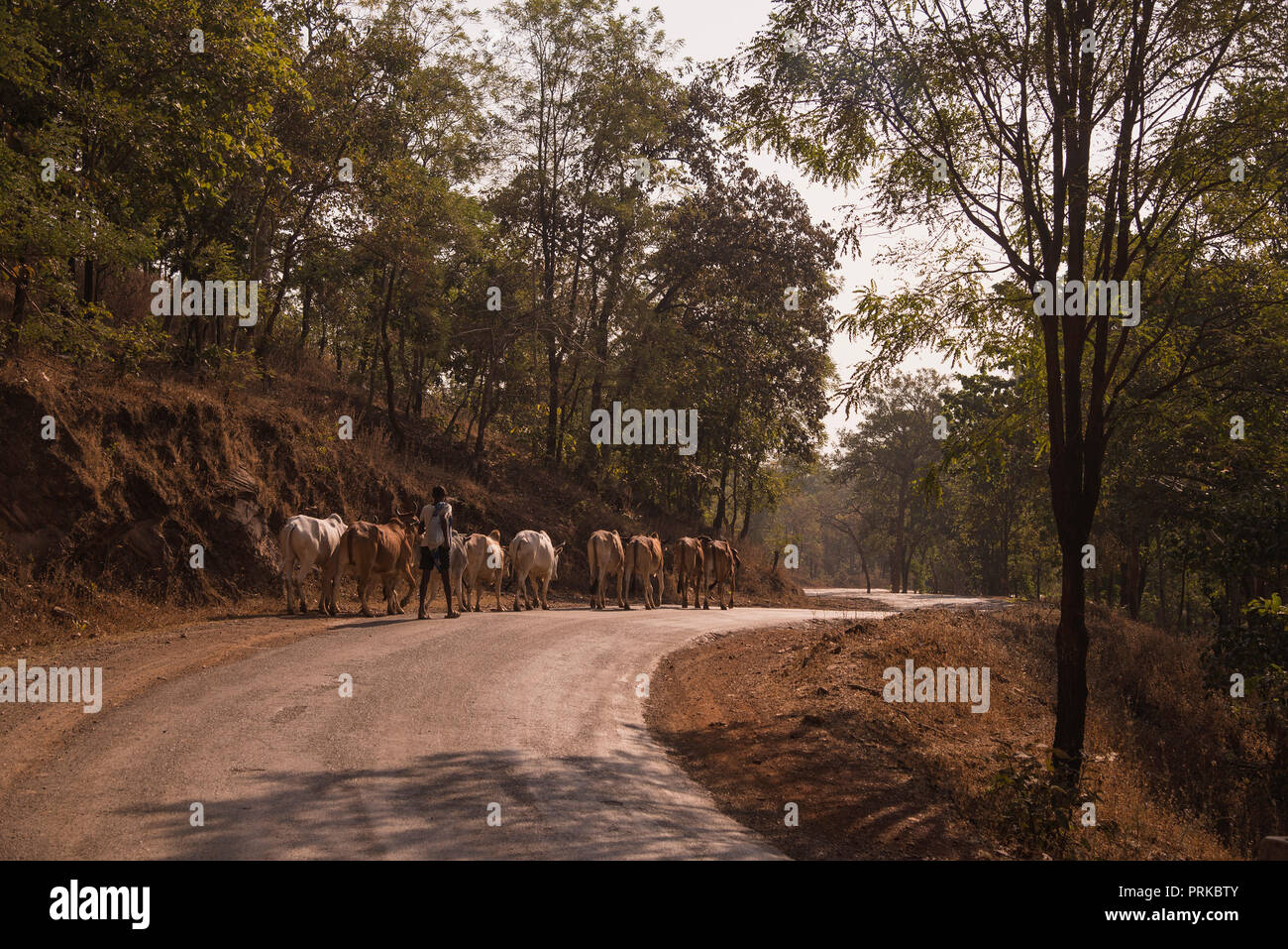 Parco Nazionale di Kanha,S,curva,Statale, mucca mandria,spostamento,per altri pascoli,da mucca herder,p.f. India. Foto Stock