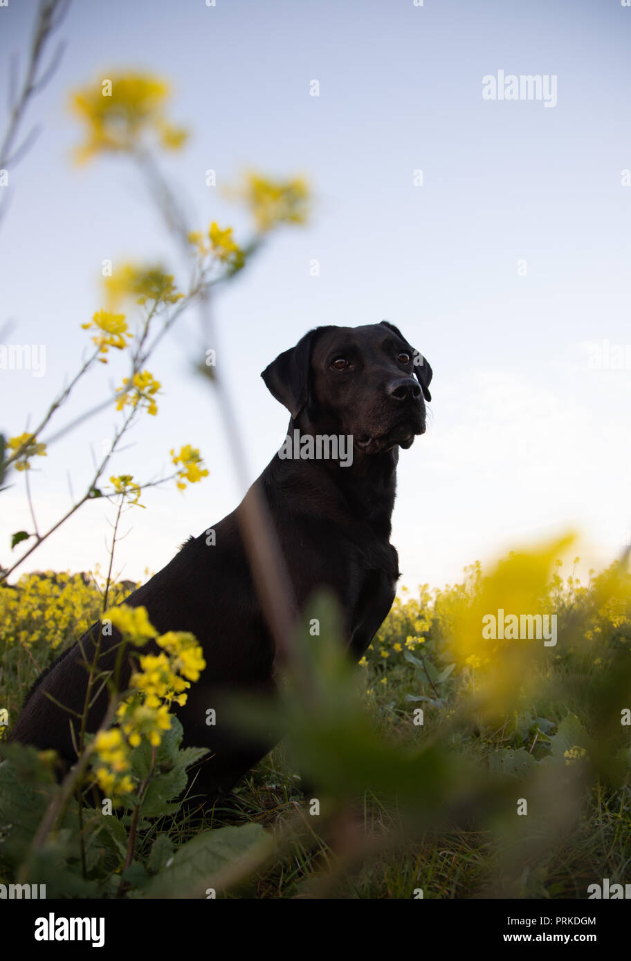 Il Labrador nero in prato di fiori gialli Foto Stock