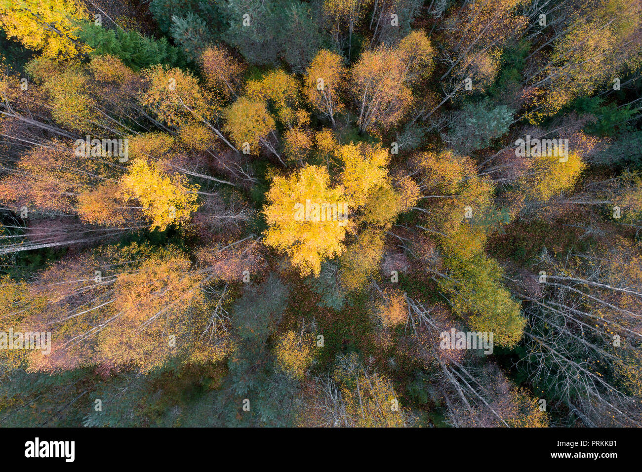 Vista aerea di colorati caduta delle foglie della foresta boreale nel paese nordico Foto Stock