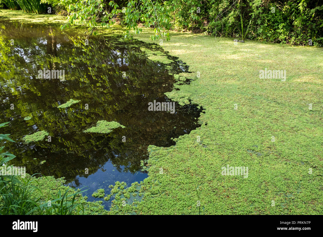 Fioritura di alghe o fioritura algale. Blu Verde alghe causati dall'eutrofizzazione sul dismesse Grantham Canal nel Nottinghamshire, England, Regno Unito Foto Stock