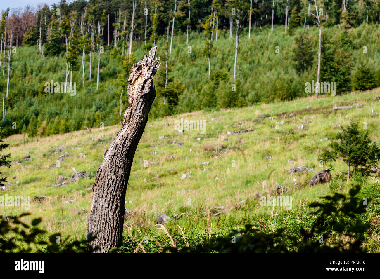 Immagine di un albero rotto dalla tempesta sul campo su una montagna Foto Stock