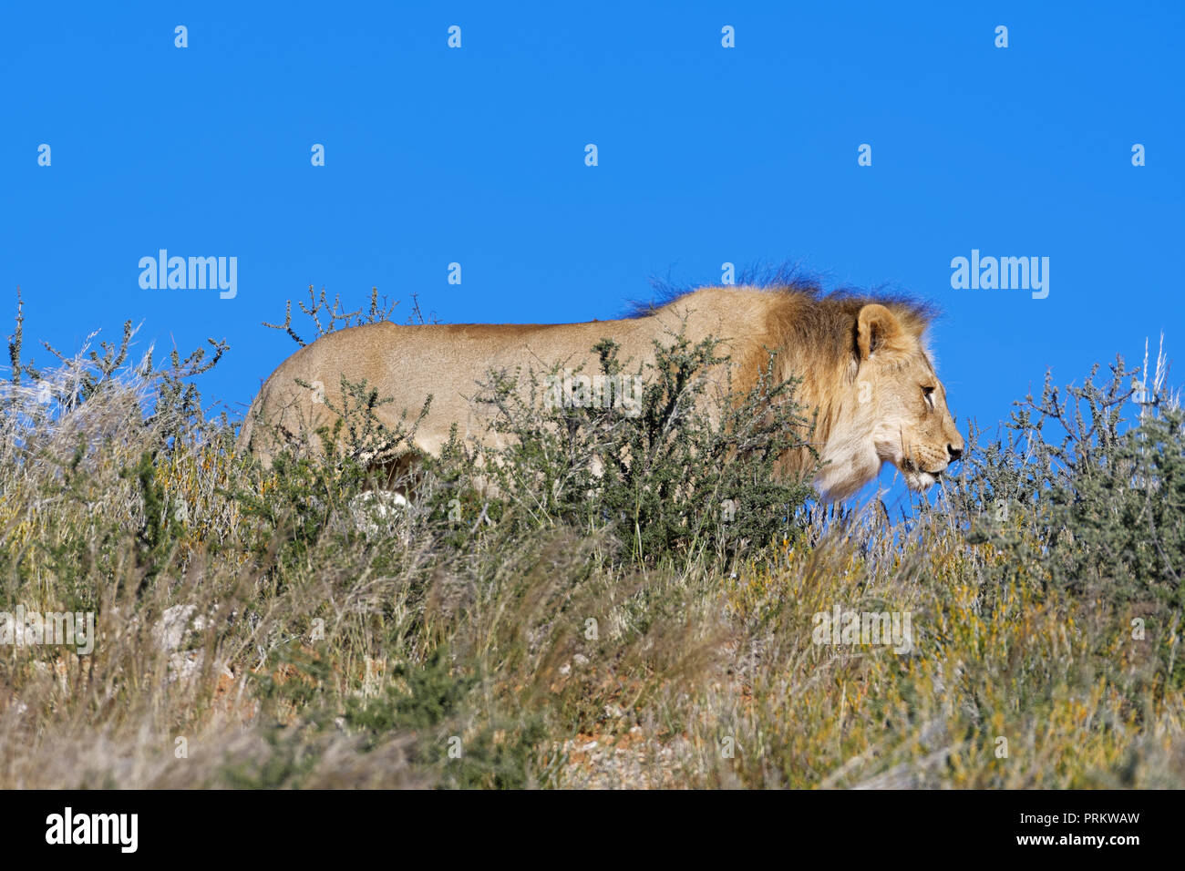 Leone africano (Panthera leo), maschio adulto in alta erba secca, passeggiate in cima alla collina, Kgalagadi Parco transfrontaliero, Northern Cape, Sud Africa Foto Stock