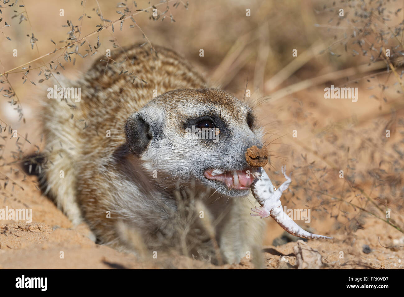 Meerkat (Suricata suricatta), maschio adulto al burrow, alimentazione su un geco, avviso Kgalagadi Parco transfrontaliero, Northern Cape, Sud Africa e Africa Foto Stock