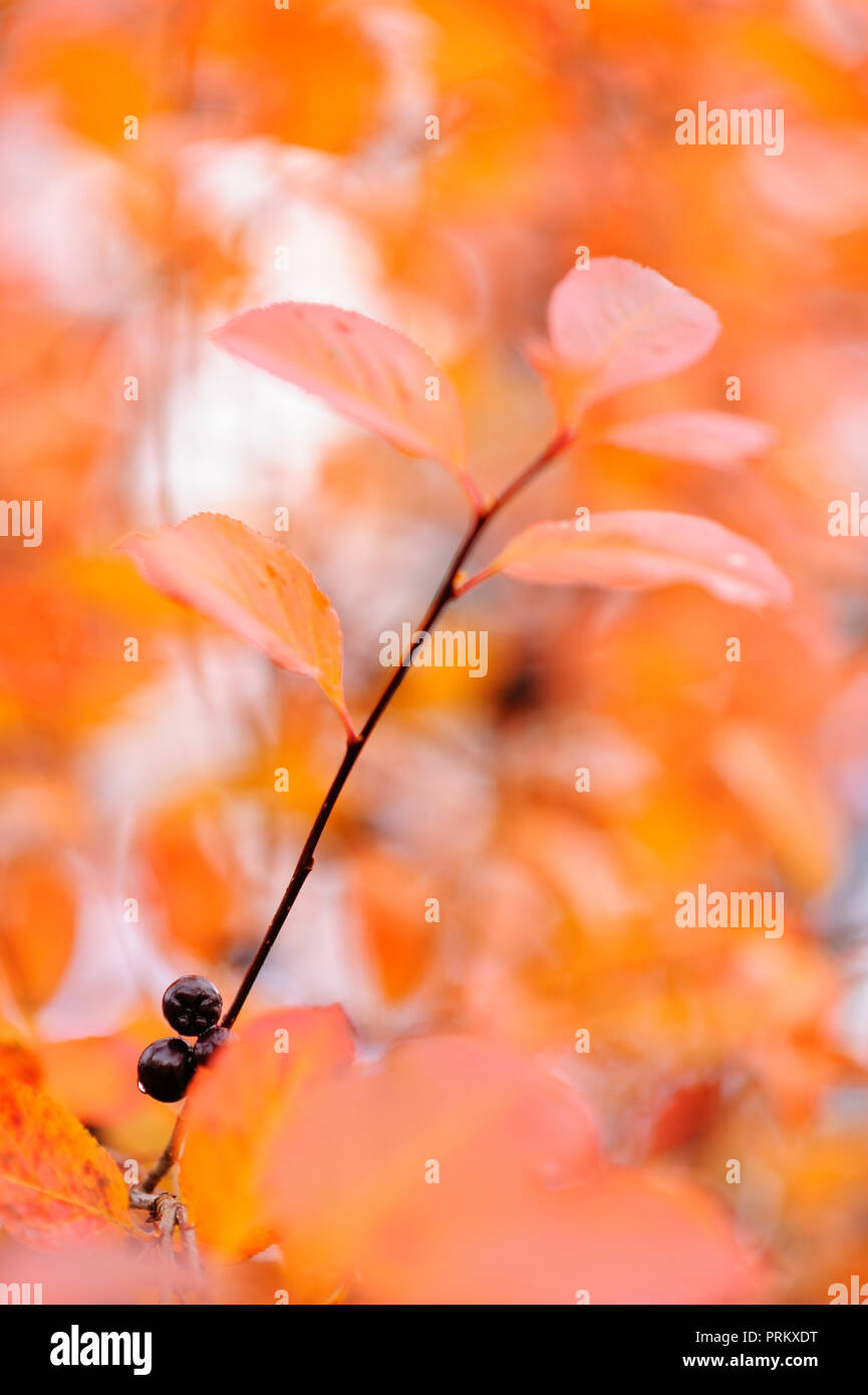 Chokeberry, bacche di Aronia. Le foglie in autunno i colori. Foto Stock