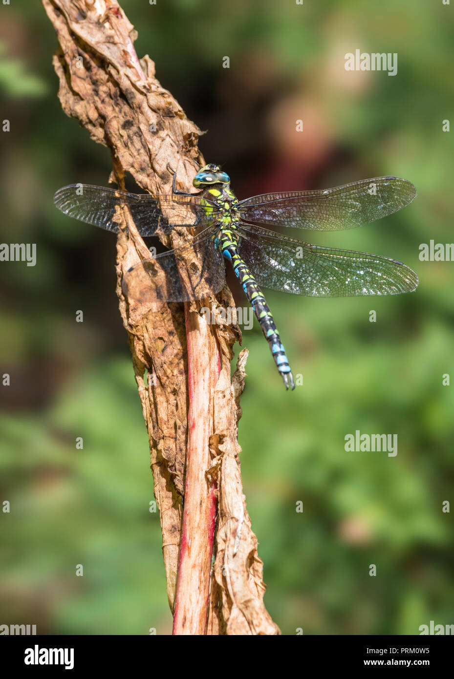 Maschio Hawker meridionale Dragonfly (Aeshna cyanea) su un ramoscello in autunno nel West Sussex, in Inghilterra, Regno Unito. Foto Stock