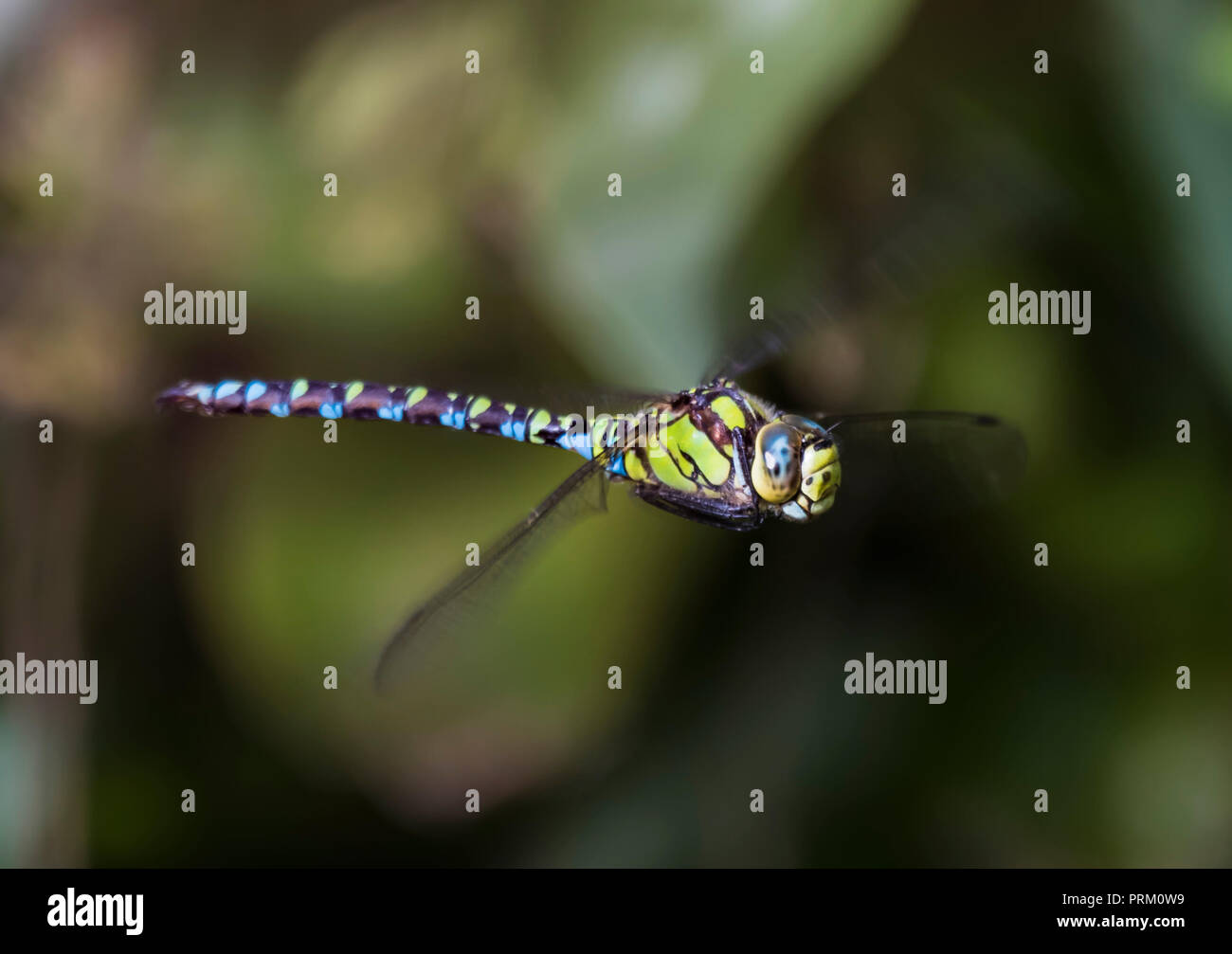 Maschio Hawker meridionale Dragonfly (Aeshna cyanea) in volo in autunno nel West Sussex, in Inghilterra, Regno Unito. Dragonfly in bilico. Foto Stock