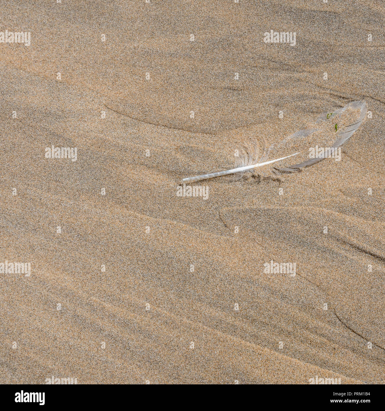 Piuma di gabbiano isolata e galleggiante in un rivulet di acqua dolce che scorre attraverso una spiaggia. Piuma singola. Metafora influenza aviaria. Foto Stock