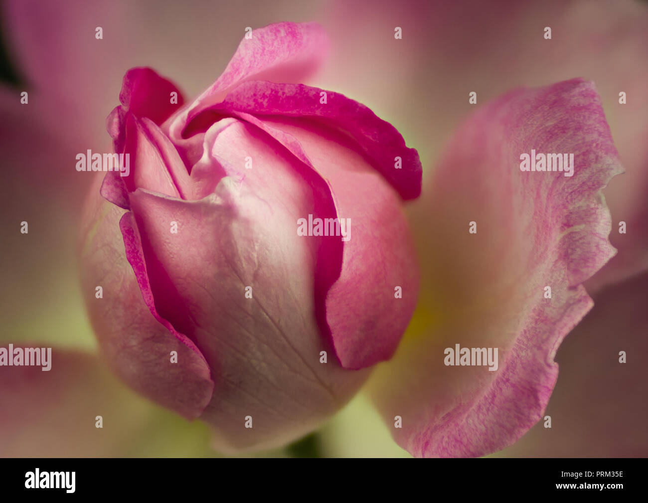Bella rosa rosa Foto Stock