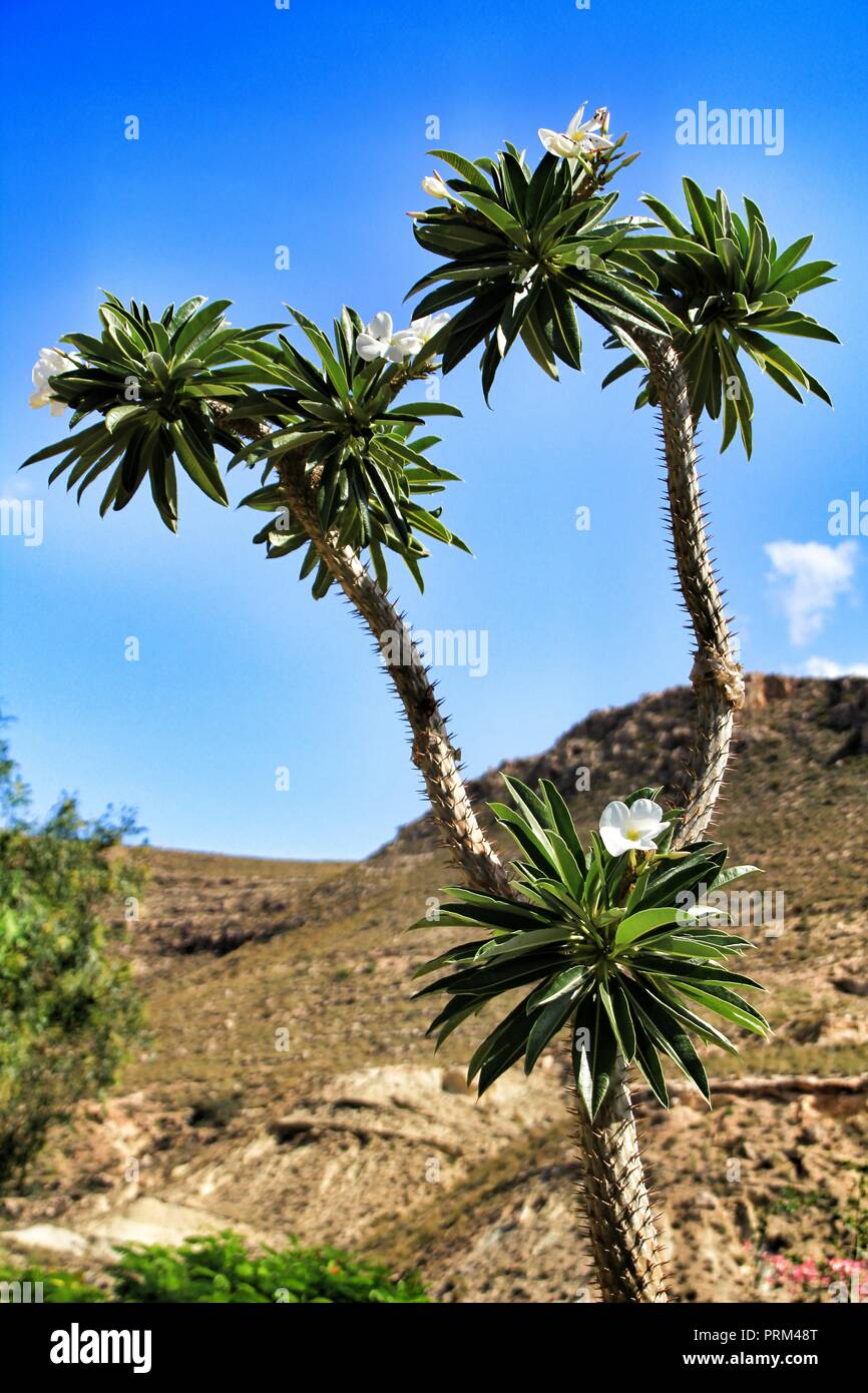 Fioritura Pachypodium Lamerei cactus impianto sotto il sole di Cabo de Gata  Nijar, Almeria, Spagna Foto stock - Alamy
