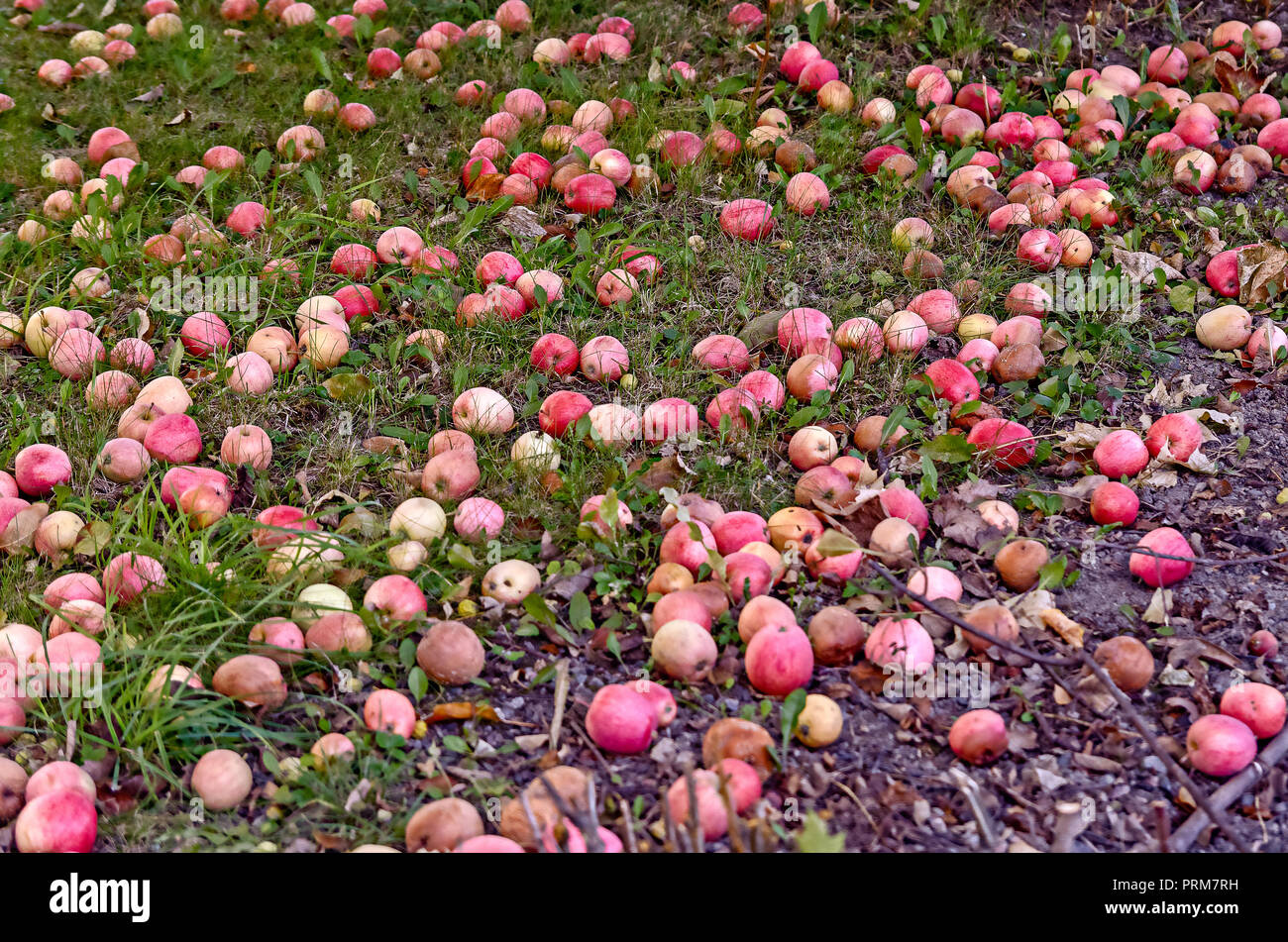 Frutta caduta sotto gli alberi di Apple è una visione comune. Foto Stock