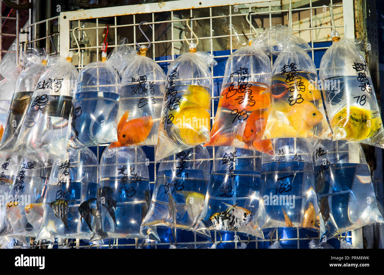 Goldfish Market in Hong Kong, Cina con prezzi scritto sui sacchetti Foto Stock