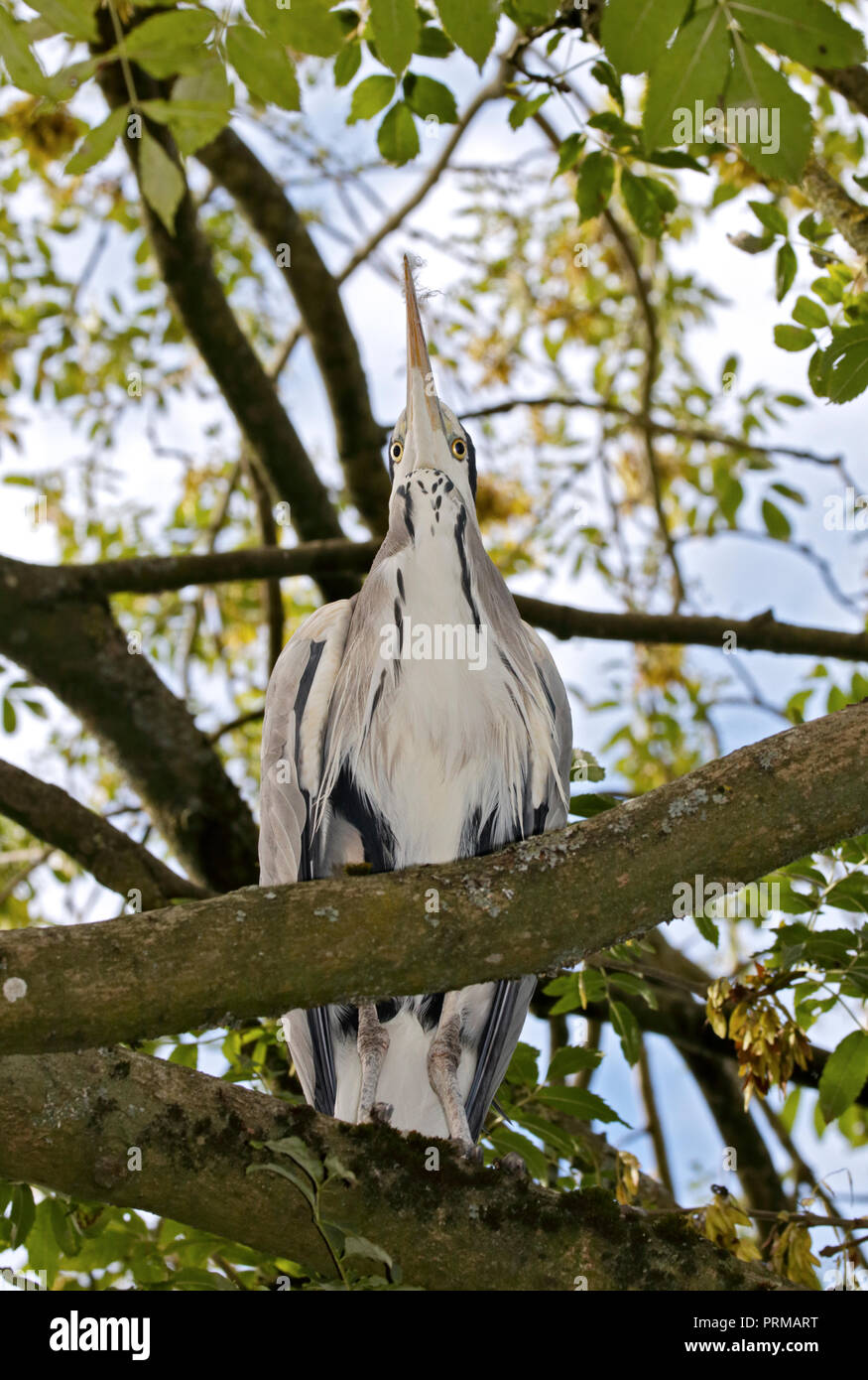 Airone cinerino (Ardea cinerea) Foto Stock