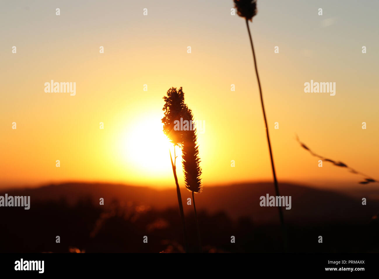 Una bella vista dalla natura. Un gambo di grano nel mezzo di sun con sunshines. Un bel momento in sera quando il sole andare lontano. Sky proviene da orange t Foto Stock