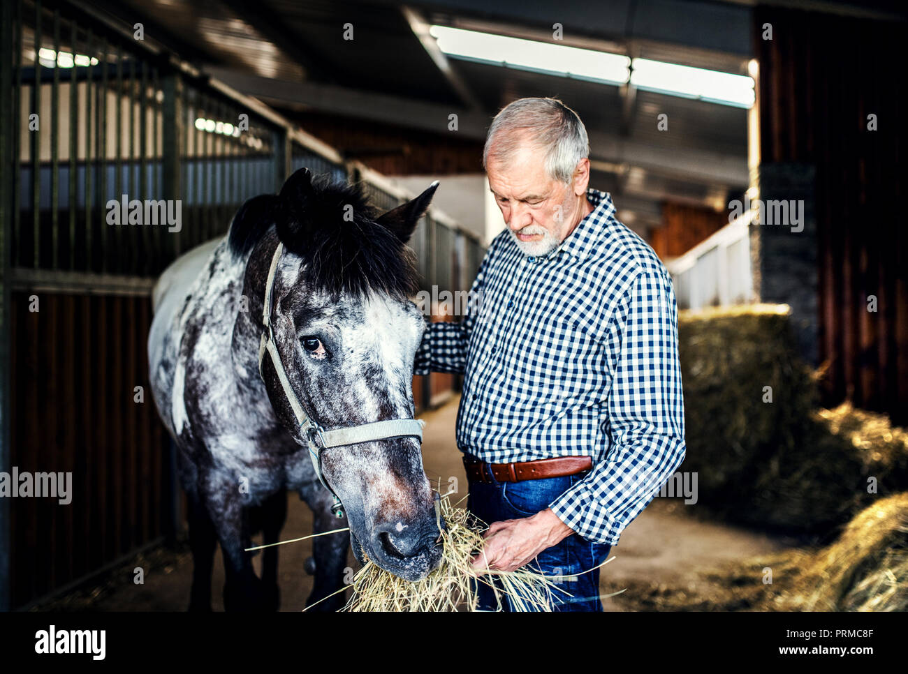 Un uomo anziano alimentando un cavallo di fieno in una stalla. Foto Stock