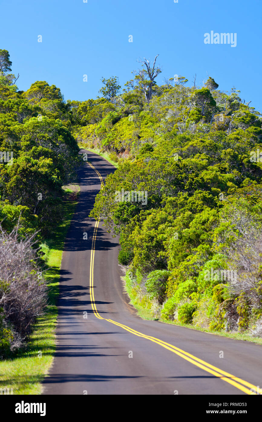 Il Kokee State Park road attraverso la foresta pluviale in Kauai, Hawaii. Foto Stock