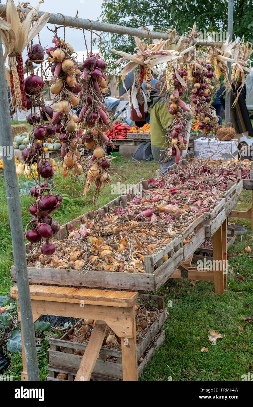 Cipolle e scalogni su uno stallo a Daylesford Organic farm shop festival d'autunno. Daylesford, Cotswolds, Gloucestershire, Inghilterra Foto Stock
