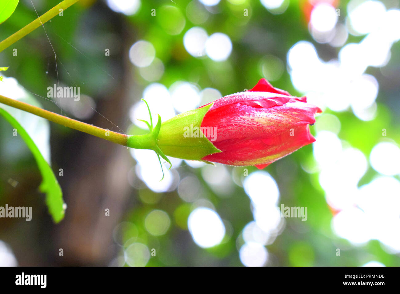 Rosso di fiori di ibisco vista ravvicinata. Foto Stock