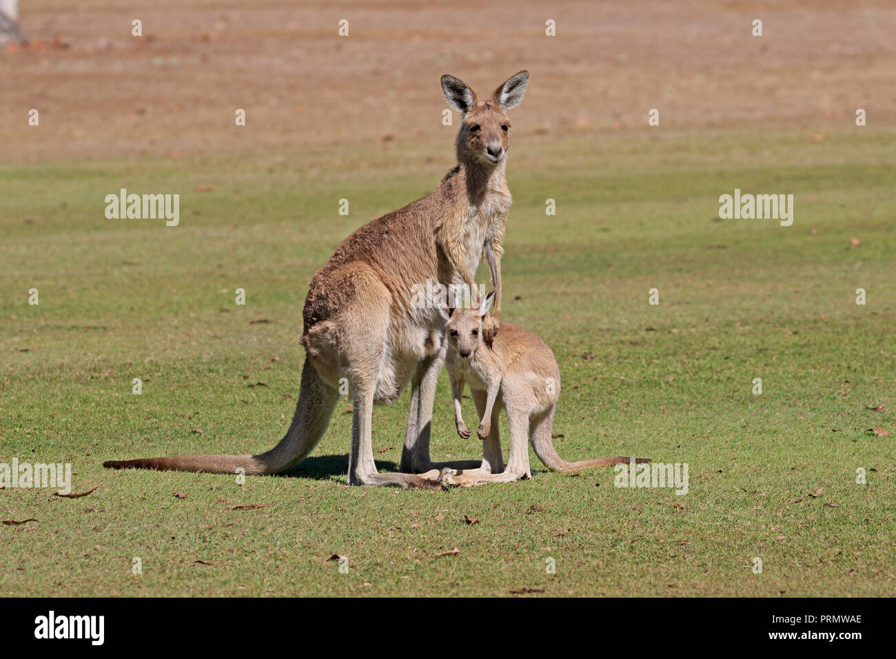 Grigio orientale Canguro con i giovani nel lontano Nord Queensland Australia Foto Stock