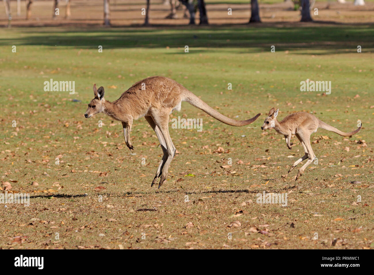 Grigio orientale Canguro con i giovani nel lontano Nord Queensland Australia Foto Stock