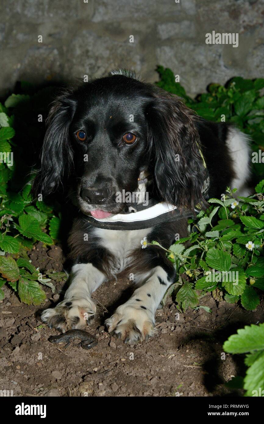 Sniffer dog Freya seduto accanto a una grande tritone crestato (Triturus cristatus) ha trovato in un aiuola dopo scuro su un esercizio, Somerset, Regno Unito Foto Stock