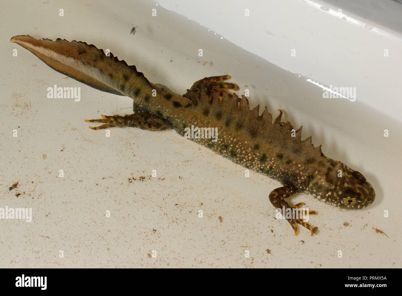 Grande tritone crestato (Triturus cristatus) maschio trovato durante un notturno di sondaggio in un stagno di rugiada rinnovato da Mendip stagni Progetto, Somerset REGNO UNITO Foto Stock