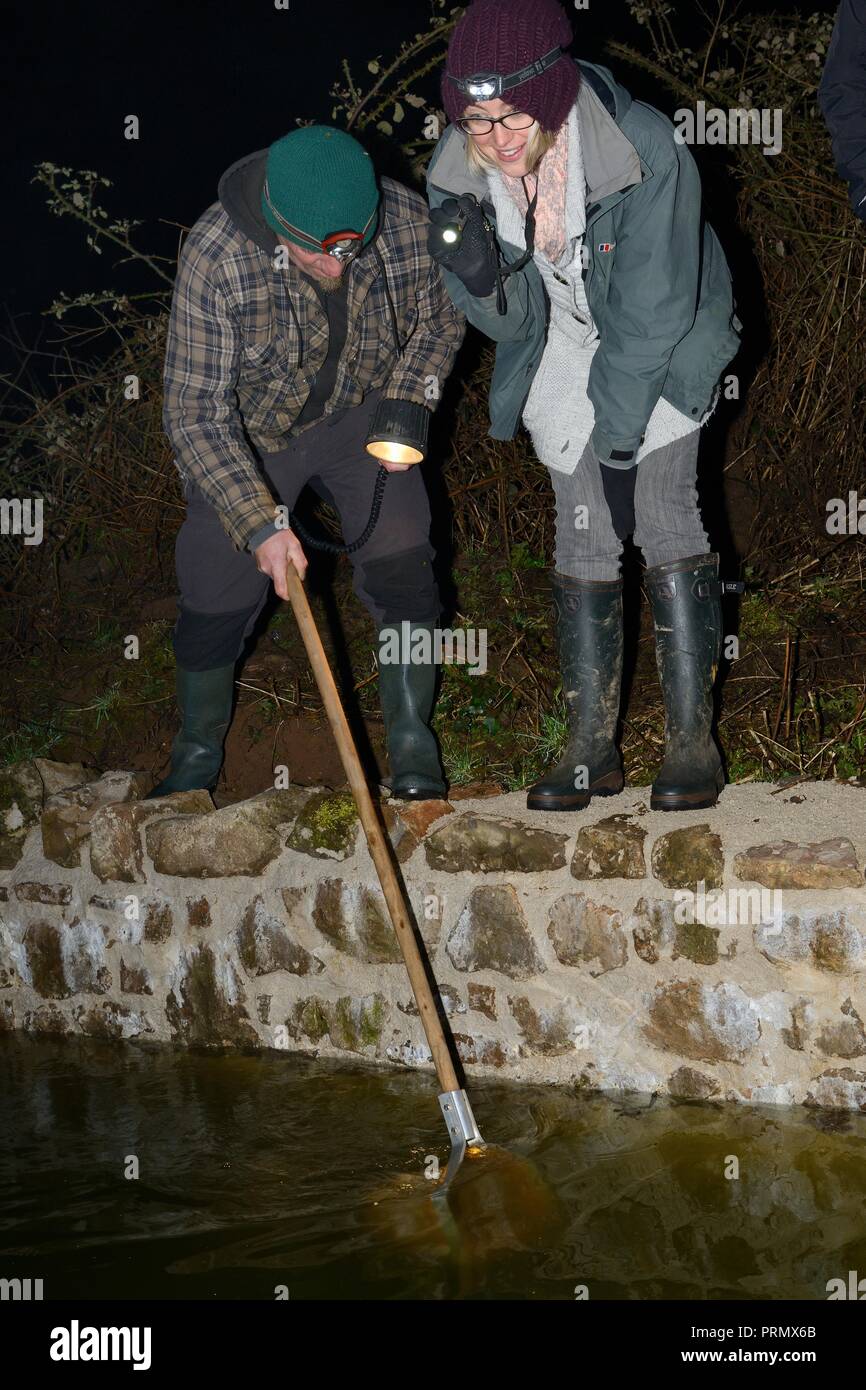Membri di rettili ed anfibi Gruppo per Somerset utilizzando uno stagno net al sondaggio tritoni in un stagno di rugiada rinnovato da Mendip stagni Progetto, Somerset Foto Stock