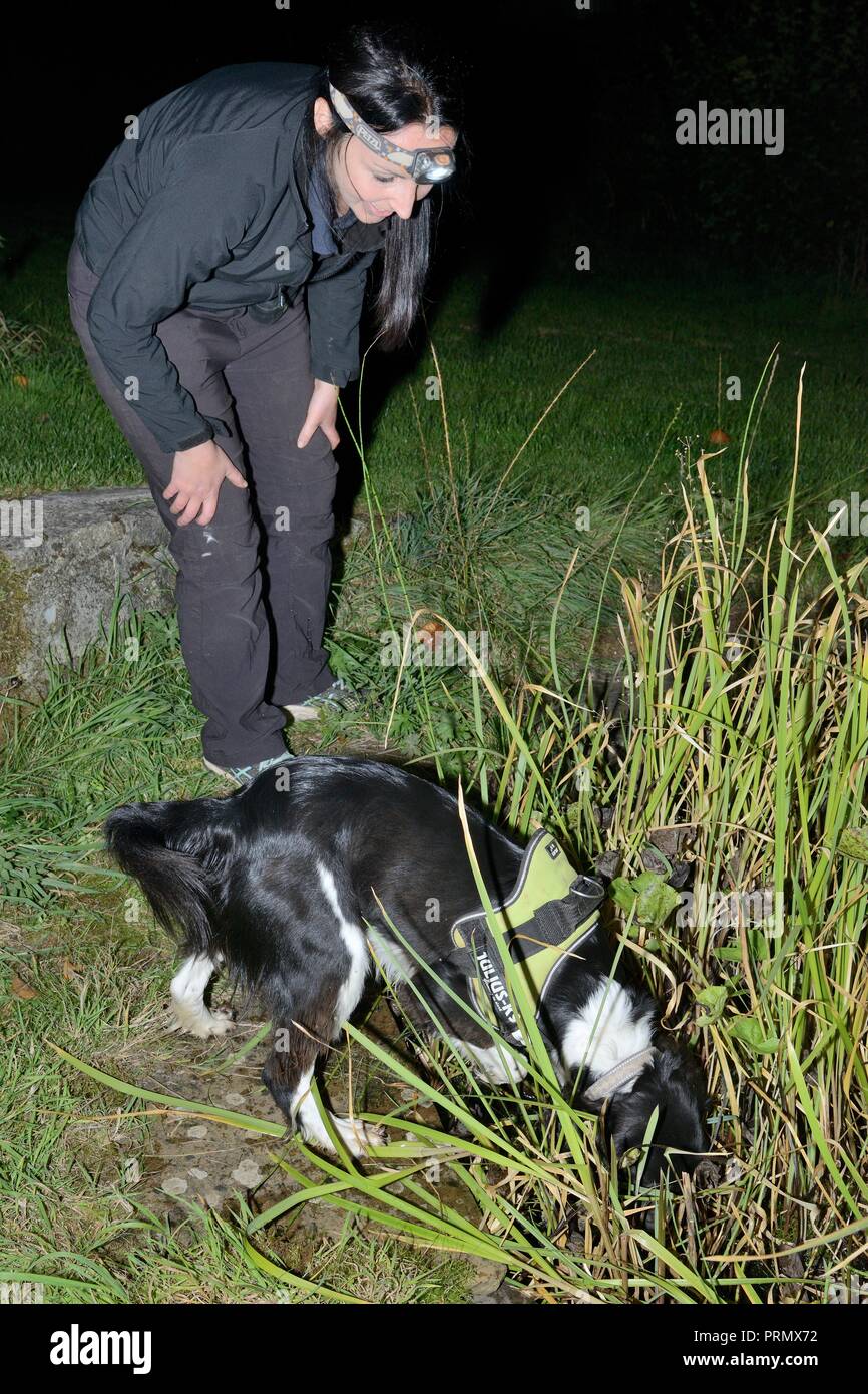 Nikki Glover del Wessex acqua guardando sniffer dog Freya come lei la caccia di grande tritoni crestato (Triturus cristatus) attorno ad uno stagno di notte, Somerset, Regno Unito Foto Stock