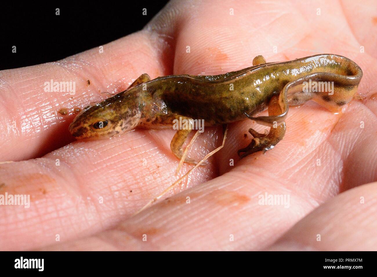 Palmate newt (Lissotriton helveticus) maschio riscontrato nel corso di un sondaggio notturno in un stagno di rugiada rinnovato da Mendip stagni Progetto, vicino a Cheddar, Somerset Foto Stock