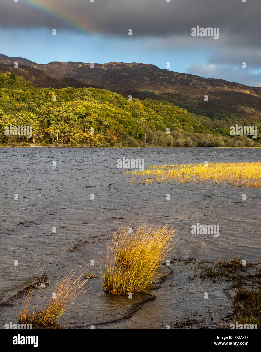 Le tempeste sulla spiaggia di Loch Achray su una giornata autunnale mentre sui Tre Laghi drive nel Trossachs National Park nelle Highlands scozzesi Foto Stock