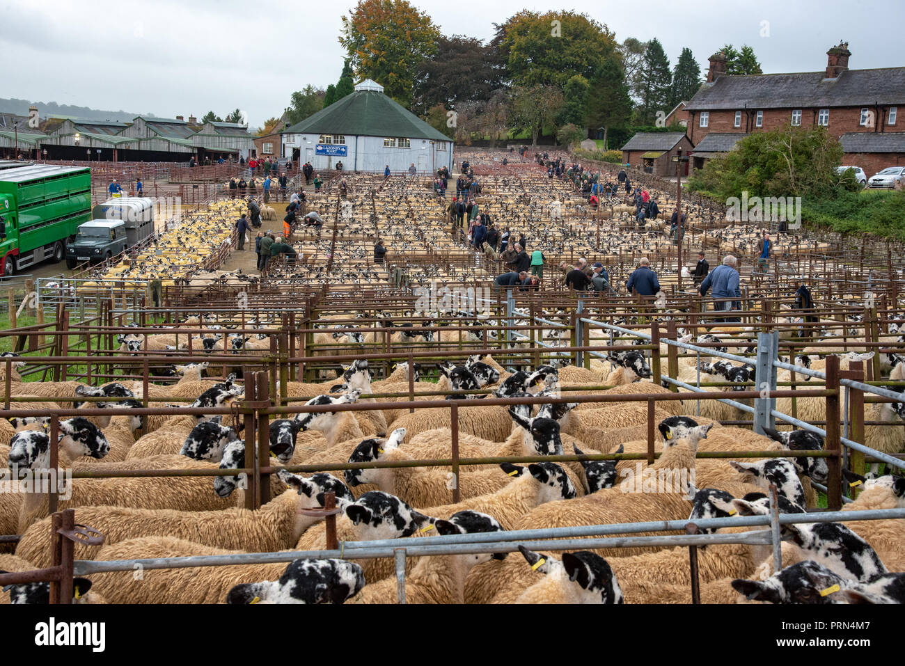 Lazonby, Cumbria, Regno Unito. 3° OTT 2018. Il raccolto del fells. La Alston Moor vendita di oltre 18.000 Mulo Agnelli, che saranno utilizzati per la riproduzione a Lazonby mercato del bestiame, Cumbria. Credito: John Eveson/Alamy Live News Foto Stock