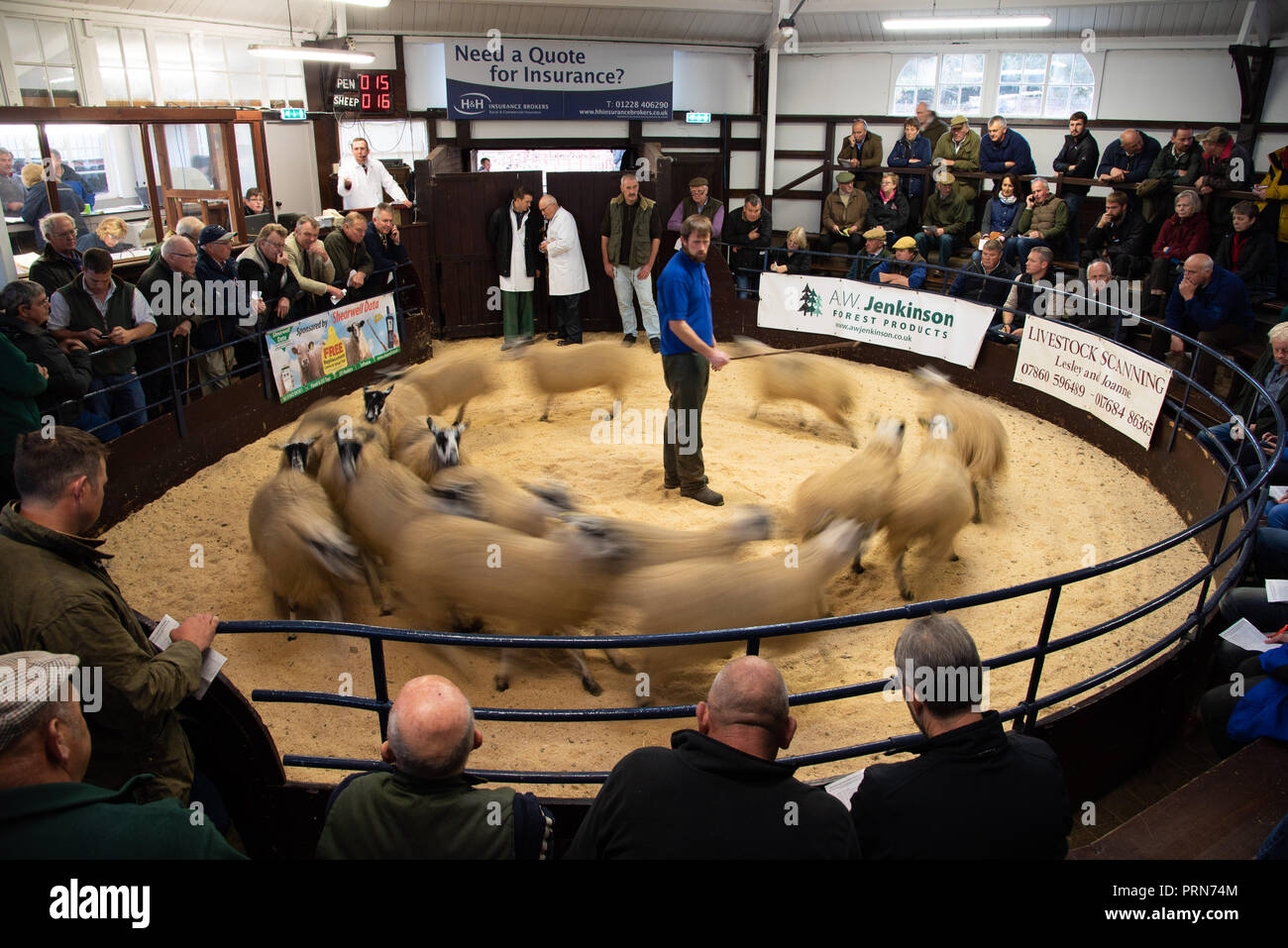 Cumbria, Regno Unito. 3° OTT 2018. Il raccolto del fells. La Alston Moor vendita di oltre 18.000 Mulo Agnelli, che saranno utilizzati per la riproduzione a Lazonby mercato del bestiame, Cumbria. Credito: John Eveson/Alamy Live News Foto Stock