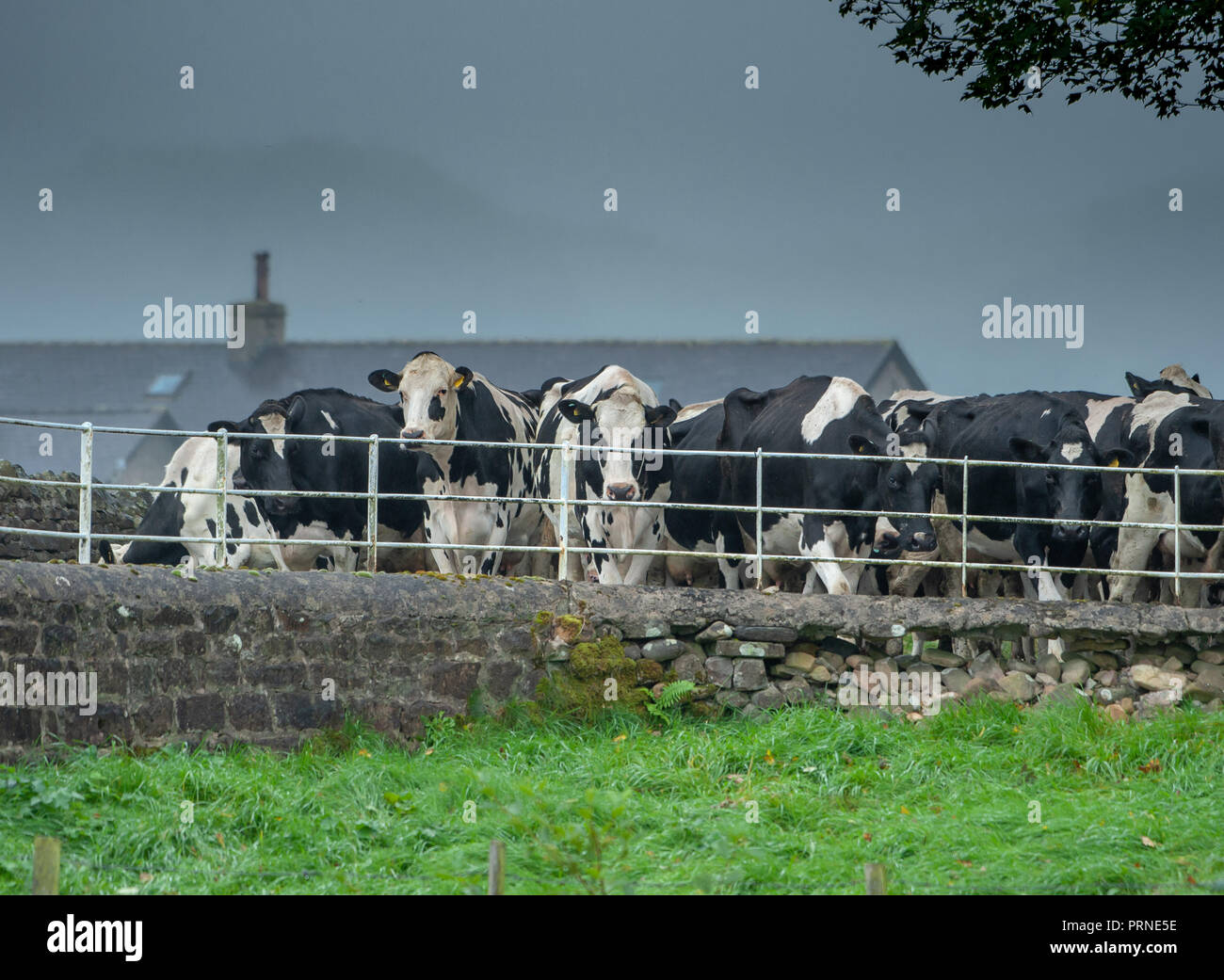 Ponte Dunsop, Clitheroe, Lancashire, Regno Unito. 4 Ottobre, 2018. Un grigio e umido per iniziare la giornata nel ponte Dunsop, Clitheroe, Lancashire come vacche da latte di ritornare ai campi dopo la mungitura. Credito: John Eveson/Alamy Live News Foto Stock