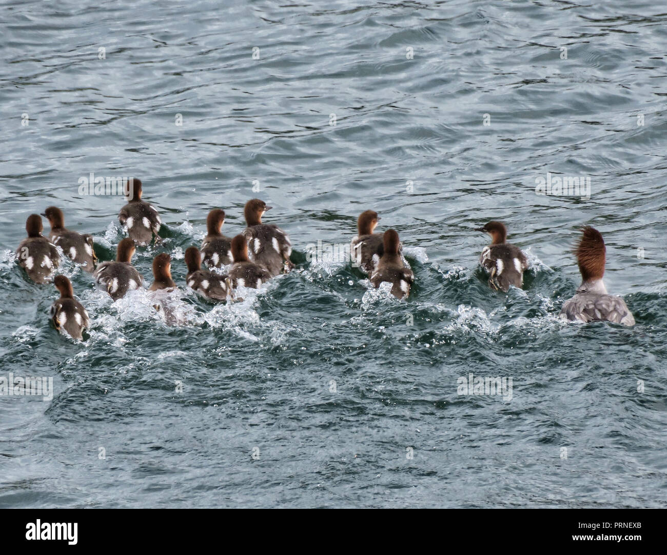 Rialto Beach, Stati Uniti d'America. Xiii Giugno, 2018. Anatroccoli nuotano vicino Rialto Beach nel fiume Quillayute. Credito: Soeren Stache/dpa-Zentralbild/ZB/dpa/Alamy Live News Foto Stock