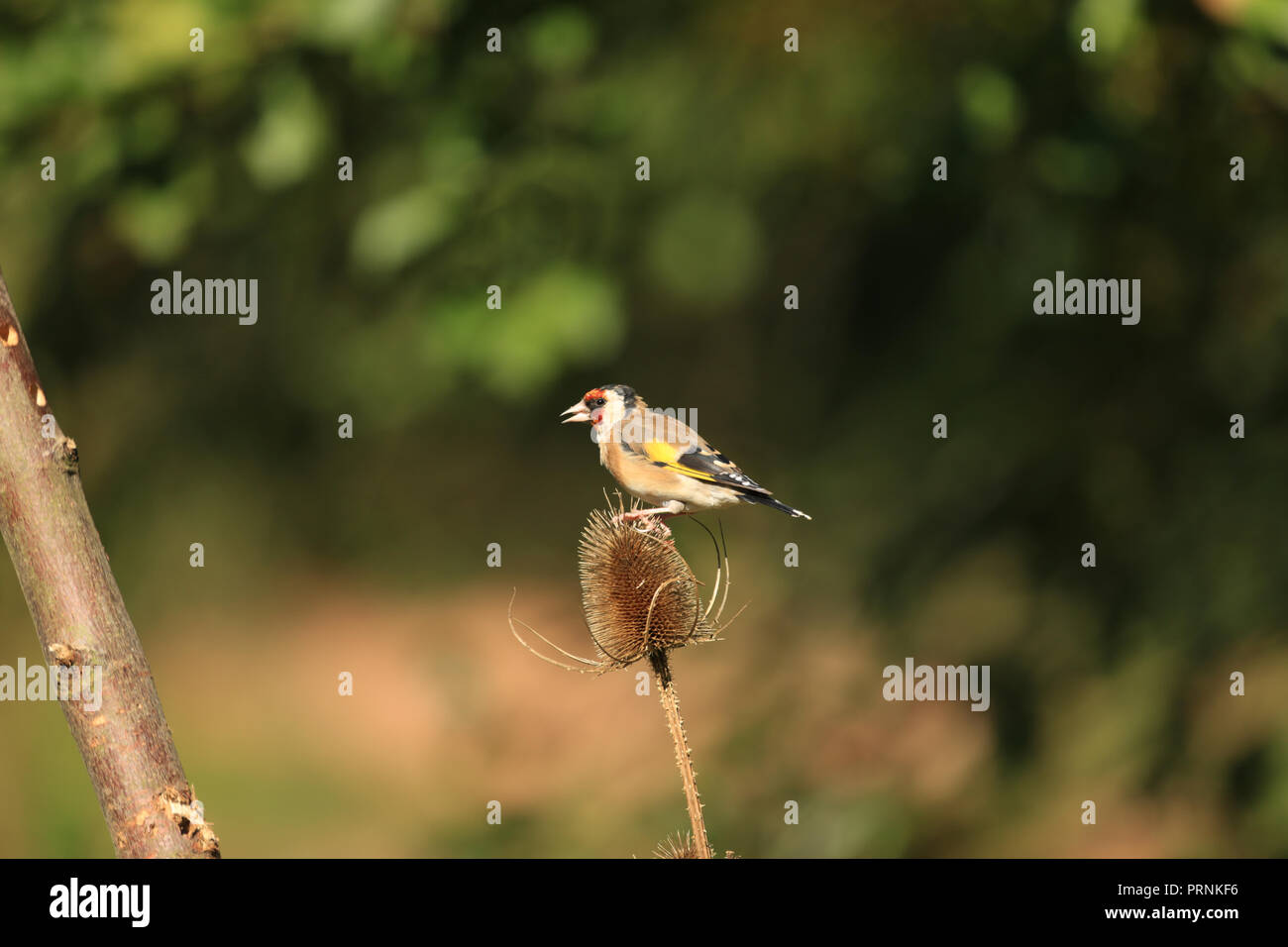 Cardellino (carduelis carduelis) alimentazione su una testa Teasel nel Regno Unito. Foto Stock
