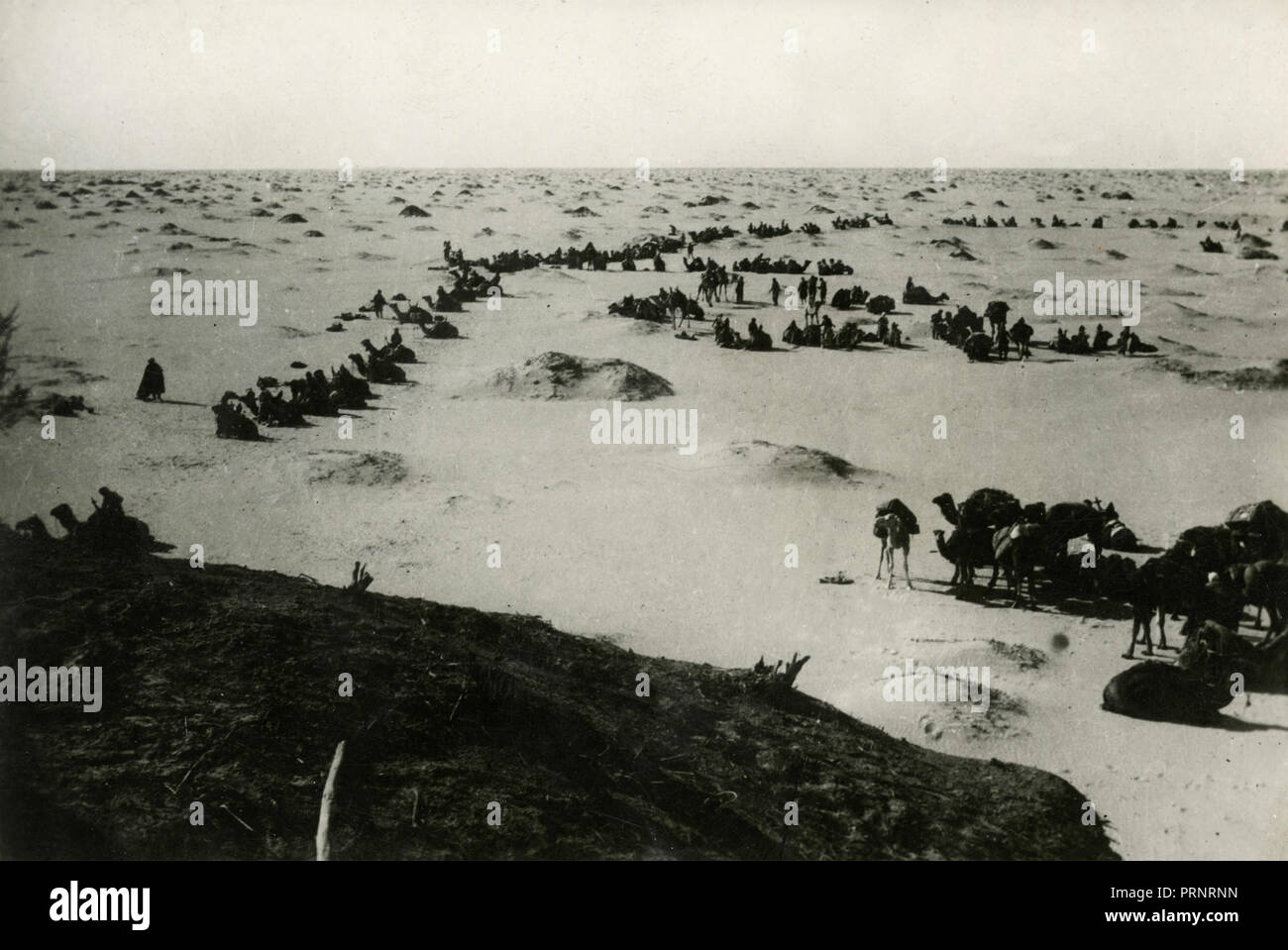 Mehariste durante un pit stop nel deserto, 1930s Foto Stock