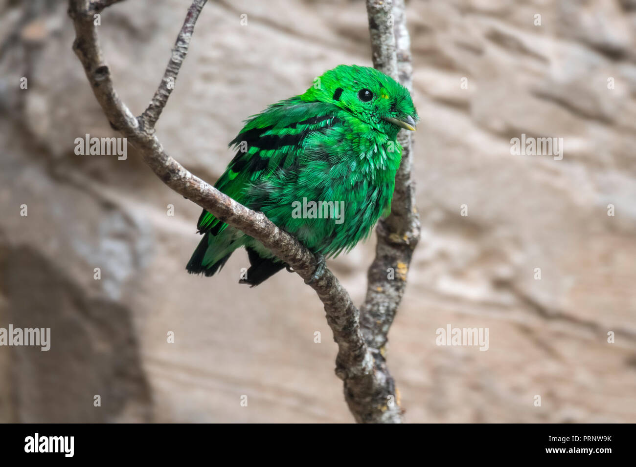Minore broadbill verde (Calyptomena viridis) arroccato nella struttura ad albero, nativo di Borneo, Sumatra e la penisola Malese Foto Stock