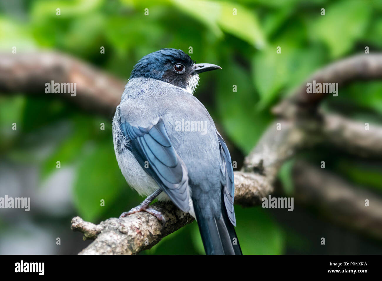 A testa nera (sibia Heterophasia desgodinsi) arroccato nella struttura ad albero, nativo di Cina, Laos e Vietnam Foto Stock